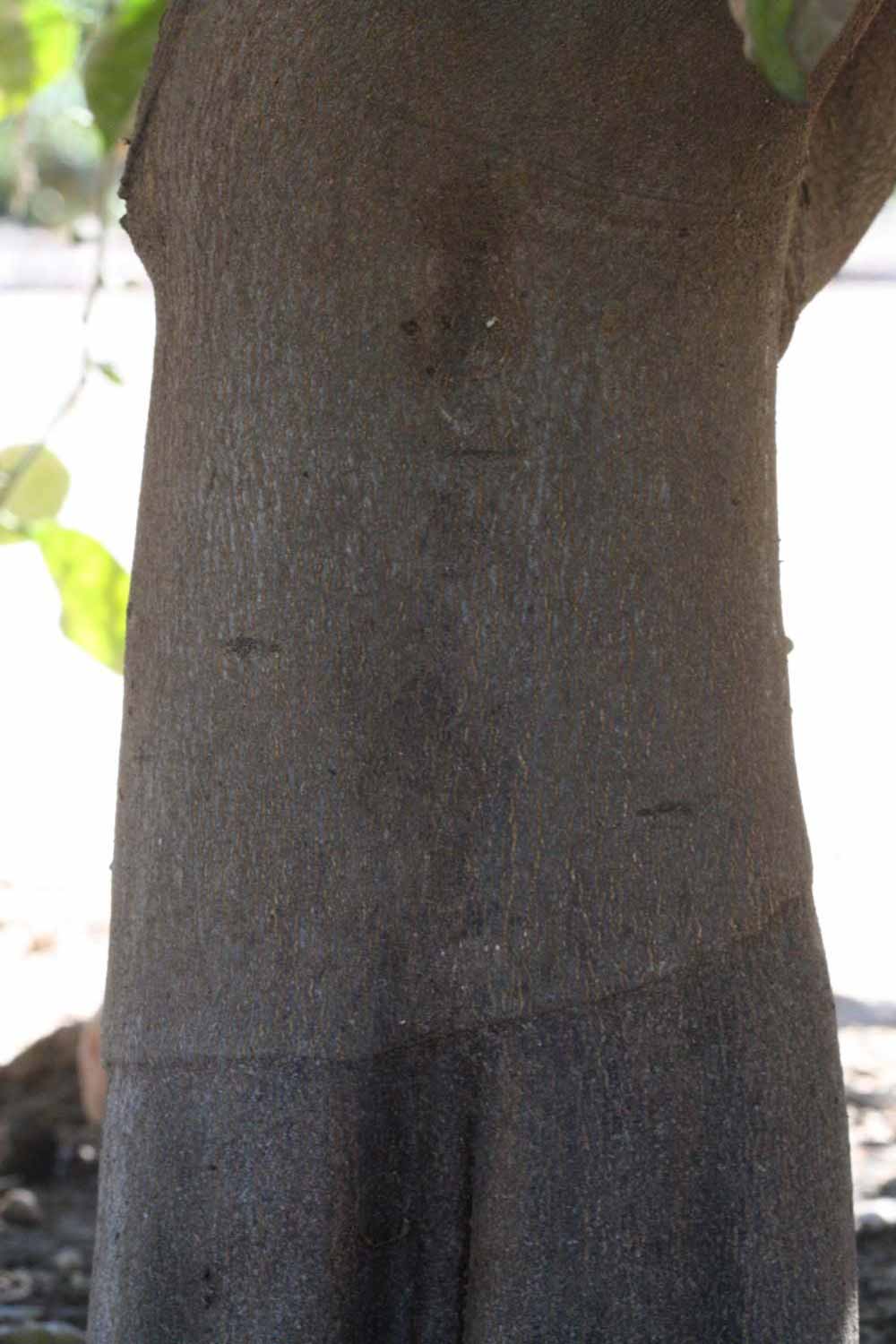              Bark (Riverside, CA)       